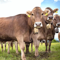 Cowbells різних типів і матеріалів