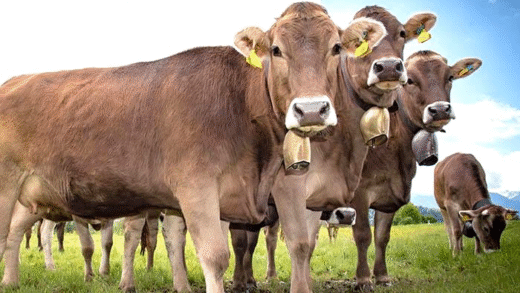 Cowbells різних типів і матеріалів