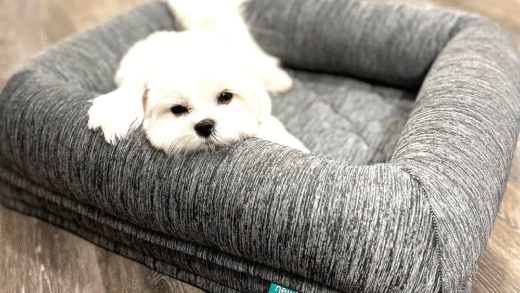 Комфортні лежанки для маленьких собак