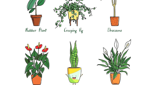 Рослини для дому