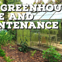 Догляд за рослинами в теплиці