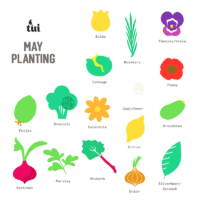 Рослини для посадки в травні