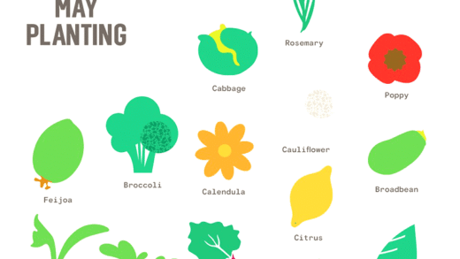 Рослини для посадки в травні