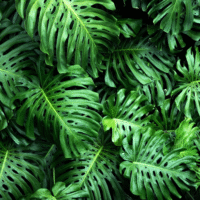 Шпалери для кімнатних рослин в інтер'єрі