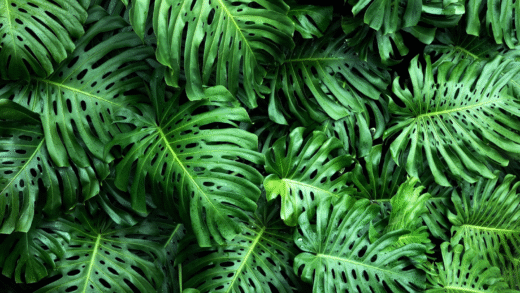 Шпалери для кімнатних рослин в інтер'єрі