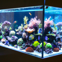 Акваріумне освітлення для здорових рослин і риб