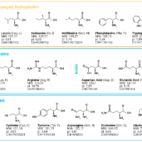 Амінокислоти для здоров'я