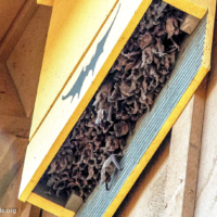 Будиночки для кажанів в саду