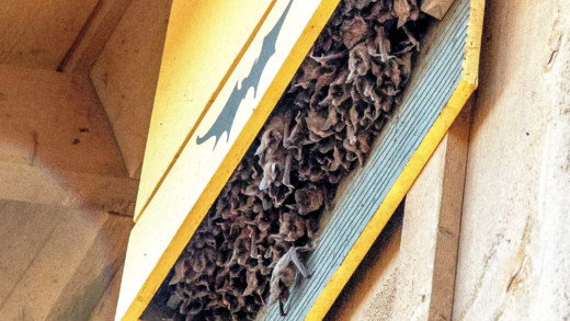 Будиночки для кажанів в саду