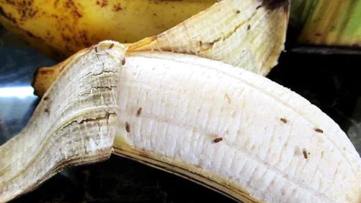 Фруктові мухи на фруктах