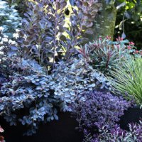 Готичний сад з темними рослинами та декором