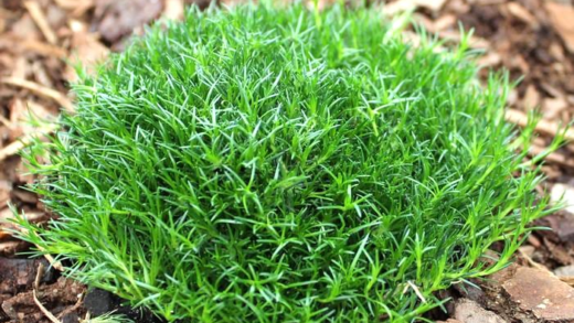 Ірландський мох в різних формах