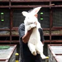 Кастомізовані Life Size Bunnies