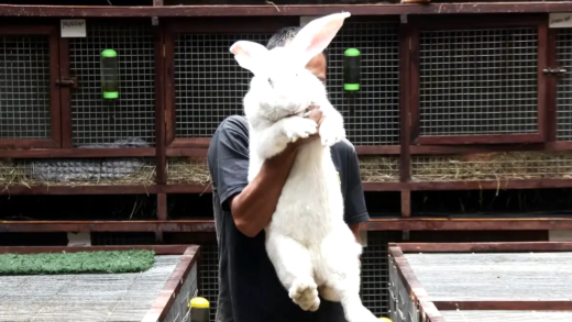 Кастомізовані Life Size Bunnies