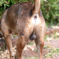 М'ячі для собак різних розмірів та матеріалів