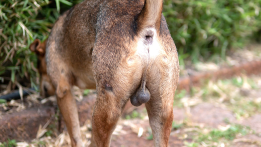 М'ячі для собак різних розмірів та матеріалів