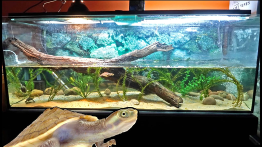 Облаштування акваріума для черепахи з рослинами і декораціями