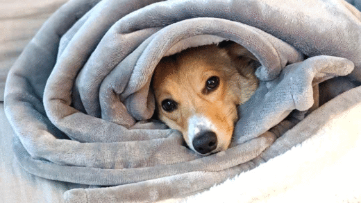 Комфортні покривала для собак різних типів