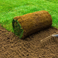 Газон на ділянці