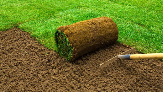 Газон на ділянці