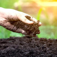 Рослини, які можна висаджувати в серпні