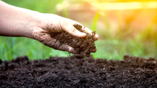 Рослини, які можна висаджувати в серпні