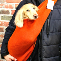 Собака в слінгу