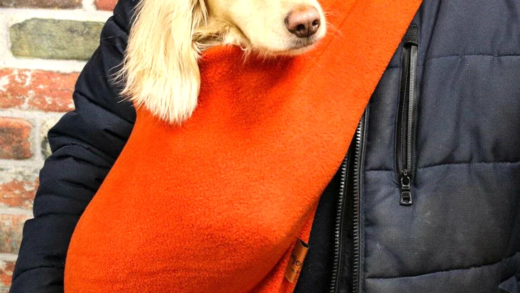 Собака в слінгу