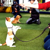 Тренування домашніх тварин