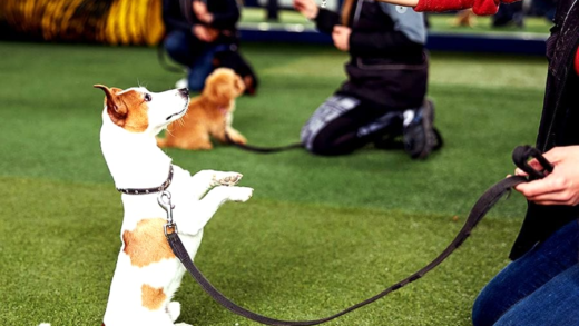 Тренування домашніх тварин